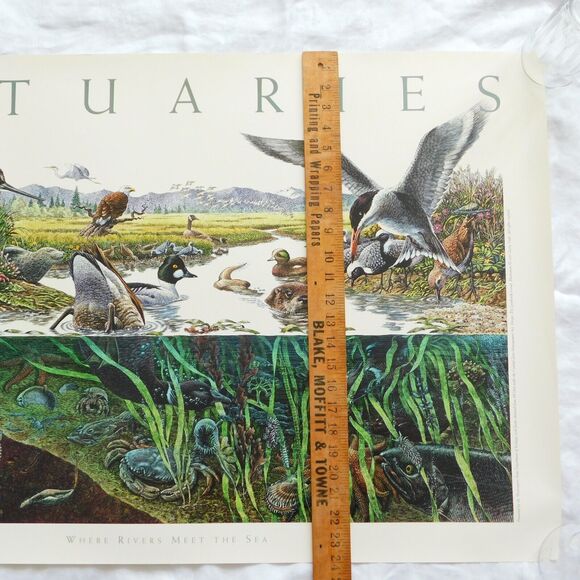 Vintage Art Poster 1995 Larry W. Duke, ESTUARIES 36x24 Nature Coastal NOAA NOS - Picture 4 of 15